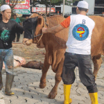 pafi-libatkan-juleha-untuk-sembelih-ribuan-hewan-kurban-banner-pafikaltimprovinsi